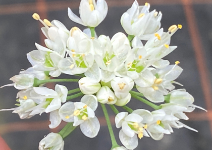Allium cernuum 'White Dwarf' 